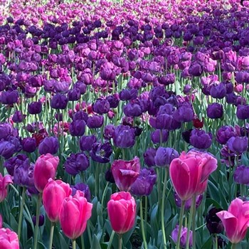 Araluen Tulip Festival 2026