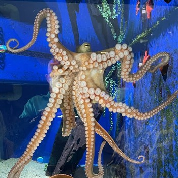 Aqwa and Hillarys Boat Harbour