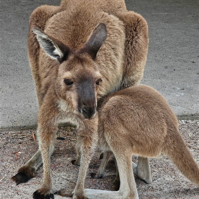 Caversham Wildlife Park
