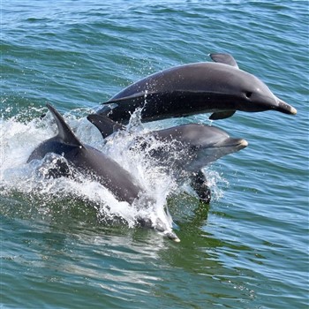 Travel Club Mandurah Dolphin Cruise