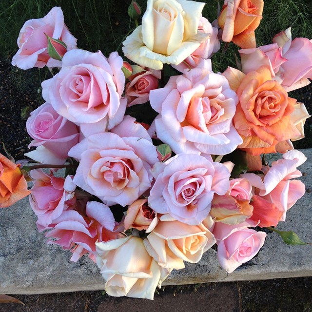 Patsy Durack's Rose Garden